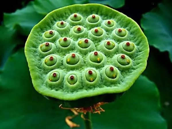 ڲרҵ,Ϊ
